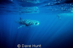 Whale shark feeding in diffused light - Ningaloo Bay Aust... by Dave Hunt 